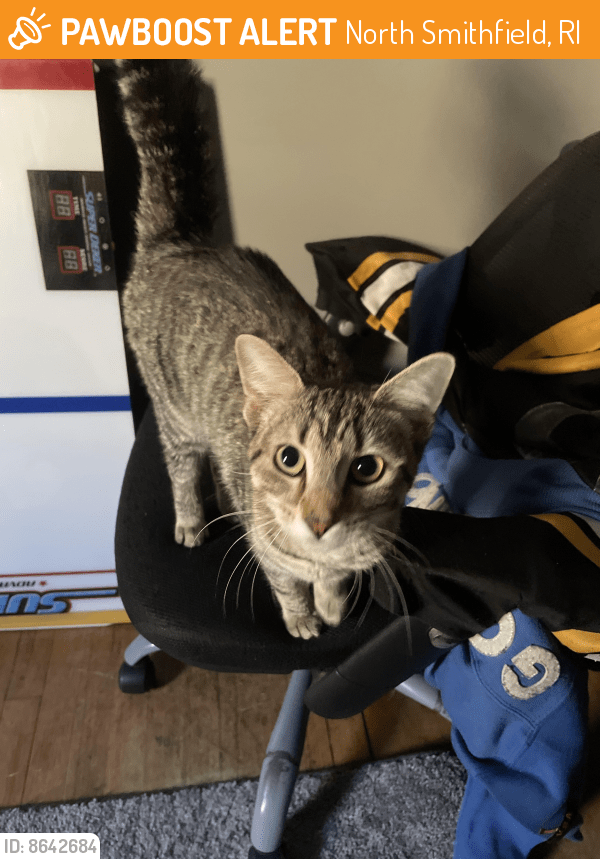 Found/Stray Cat in North Smithfield, RI 02896 (ID 8642684) PawBoost
