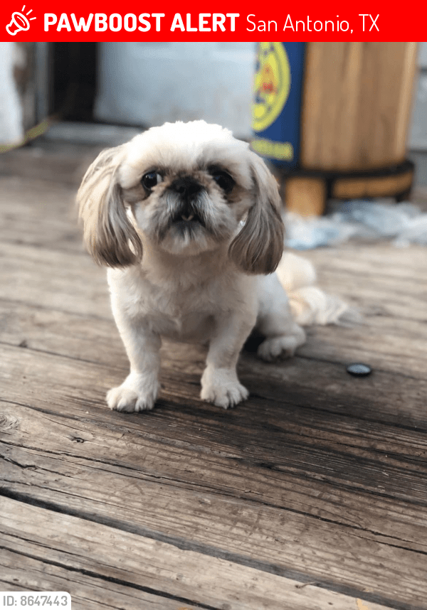 San Antonio, TX Lost Female Dog, Mia Is Missing PawBoost