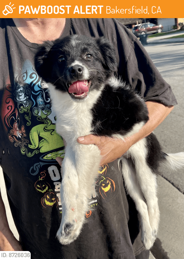 Bakersfield, CA Stray Male Dog Found Near Pacheco PawBoost