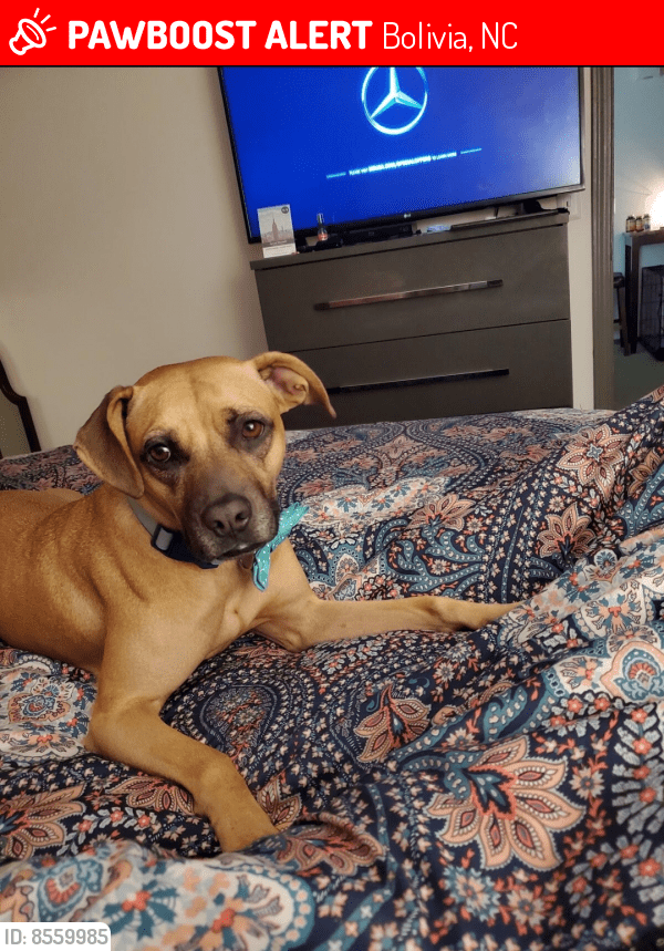 Bolivia, NC Lost Female Dog, Phoenix Is Missing PawBoost