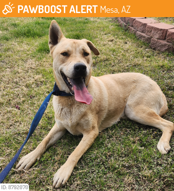Mesa, AZ Stray Male Dog Found Near Near N block Grand in Mesa 85201