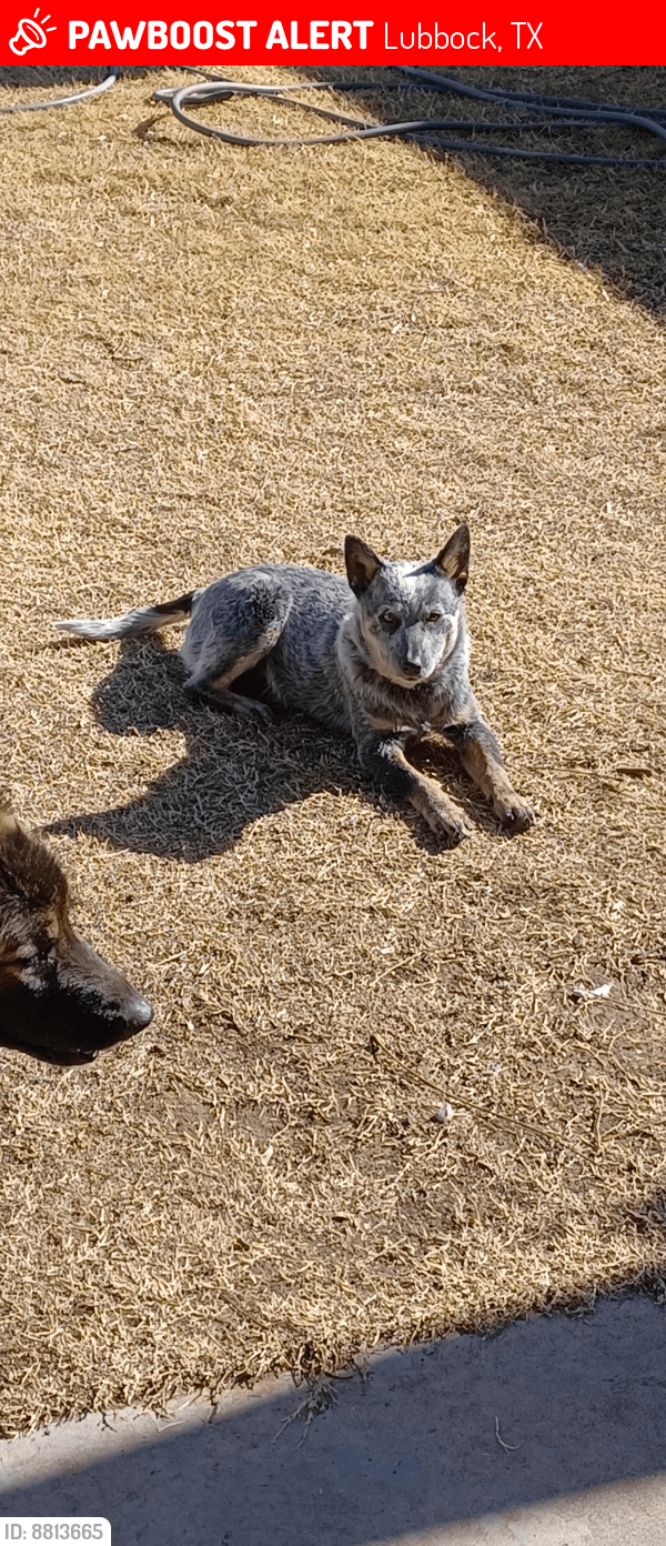 Lubbock, TX Lost Male Dog, Bluemer Is Missing PawBoost