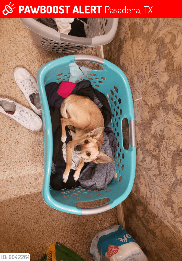 Pasadena, TX Lost Female Dog, Maybelle Is Missing PawBoost