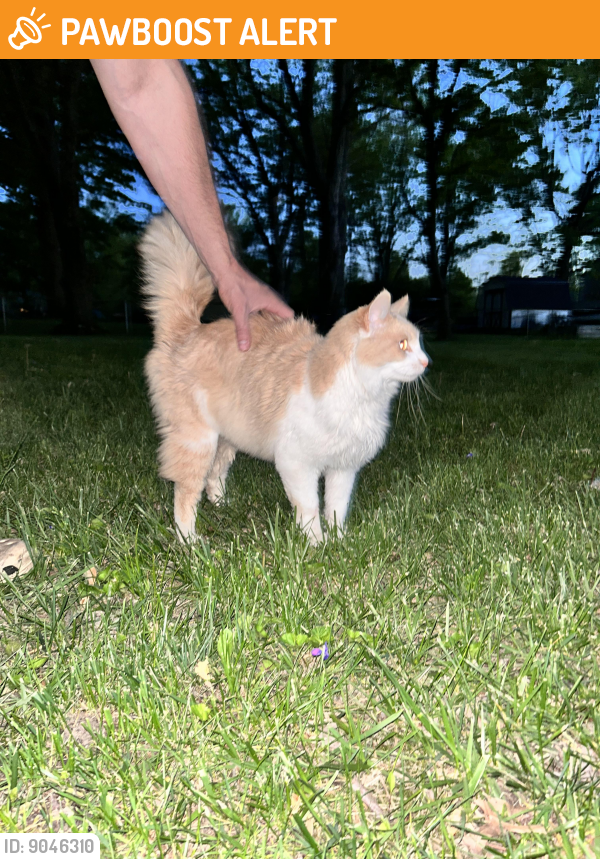 West Chester Township, OH Stray Cat Found Near Taffy drive PawBoost
