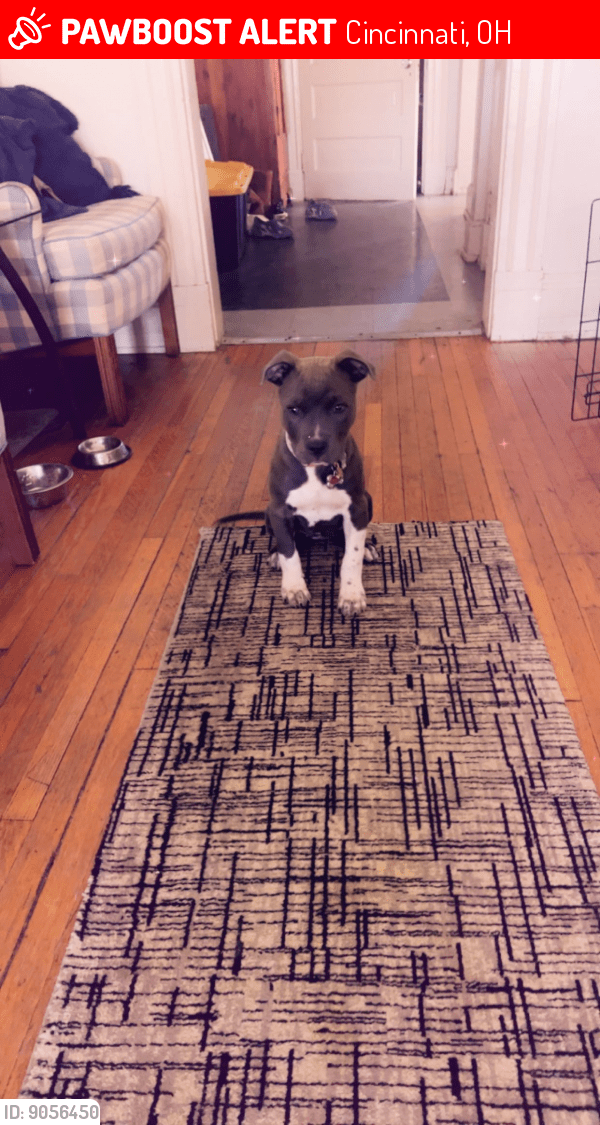 Cincinnati, OH Lost Female Dog, Dreka Is Missing PawBoost