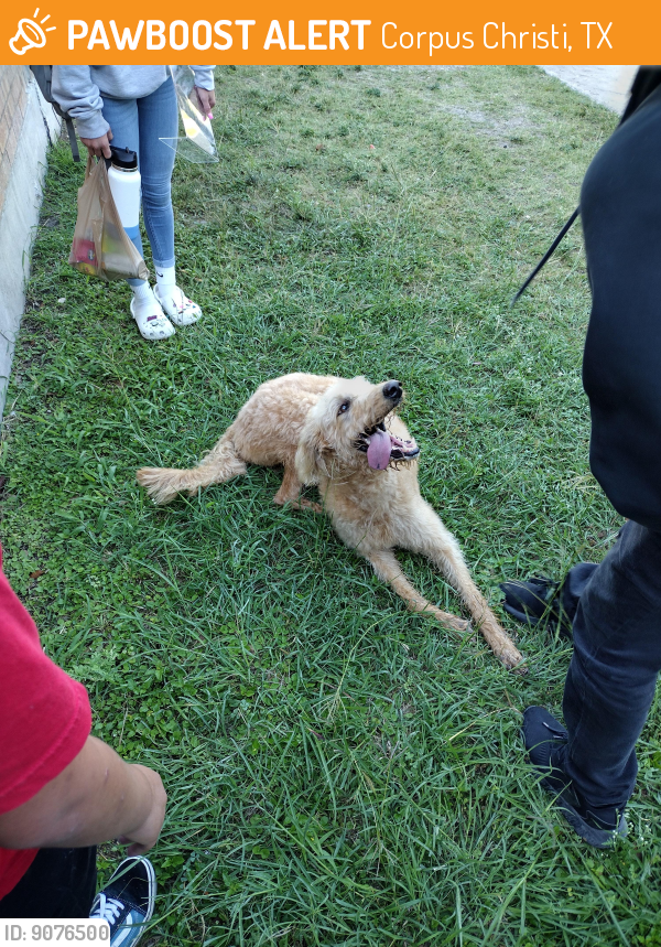 Corpus Christi, TX Stray Dog Found Near Kaffie Middle School PawBoost