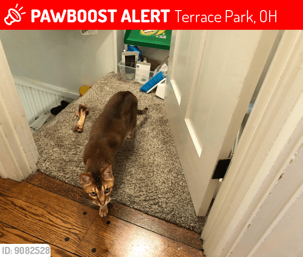 Terrace Park, OH Lost Male Cat, Slick Is Missing PawBoost