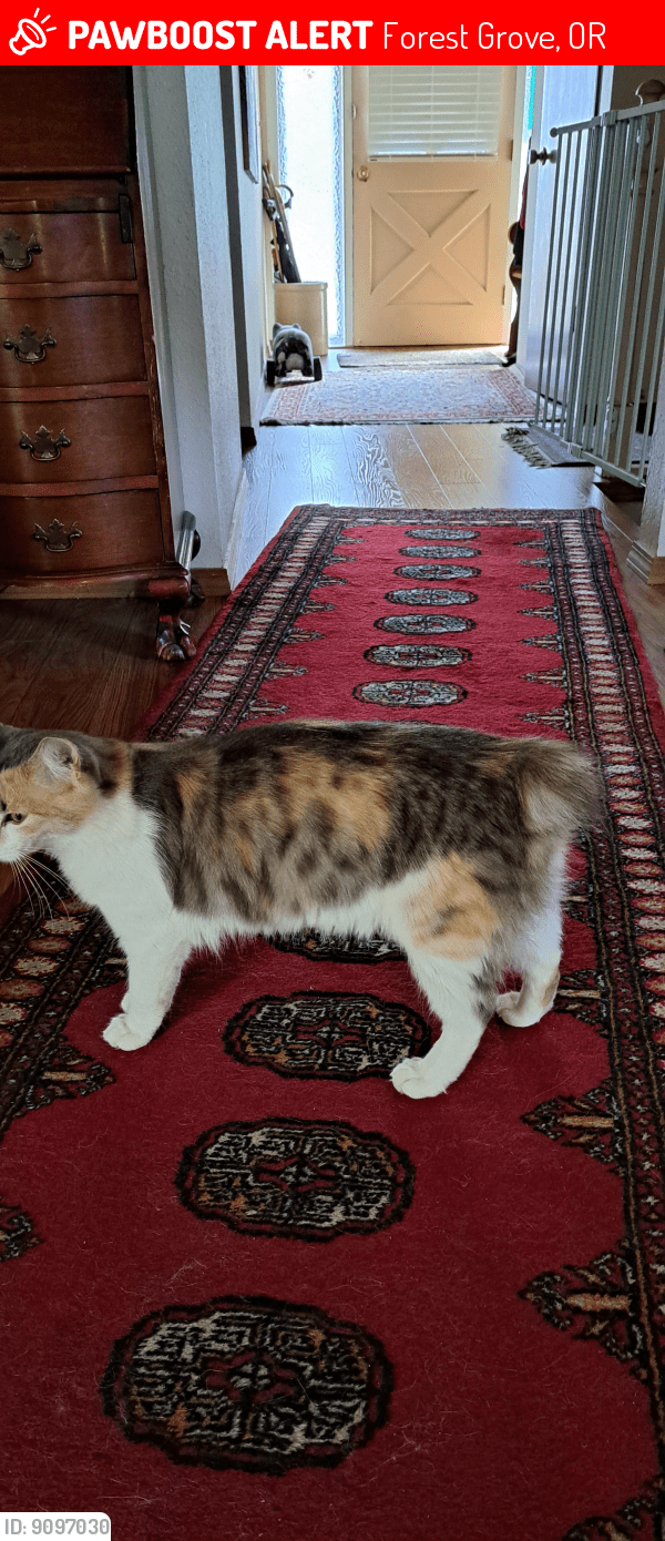 Lost Female Cat in Forest Grove, OR 97116 Named Bobbie (ID 9097030