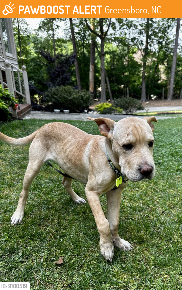Found/Stray Male Dog in Greensboro, NC 27406 (ID 9100519) PawBoost