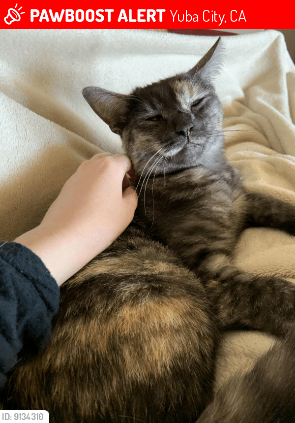 Yuba City, CA Lost Female Cat, Luna Is Missing PawBoost