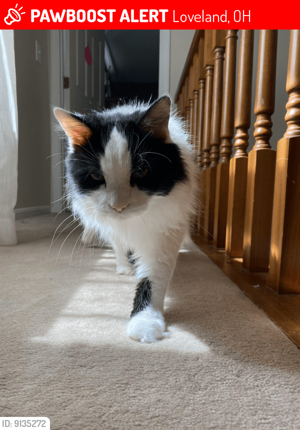 Loveland, OH Lost Female Cat, Holly Is Missing PawBoost