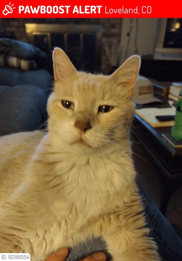Loveland, CO Lost Male Cat, Elvis Is Missing PawBoost