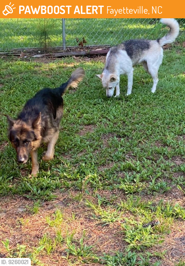 Fayetteville, NC Stray Female Dog Found Near Murray Hill PawBoost