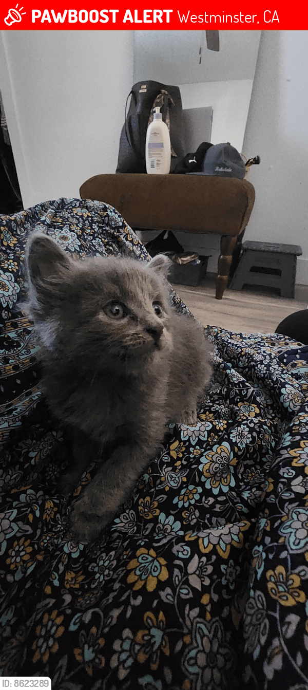 Westminster, CA Lost Male Cat, Sunny Is Missing PawBoost