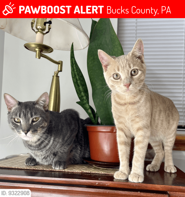 Bucks County, PA Lost Male Cat, Nick & Sandy Is Missing PawBoost