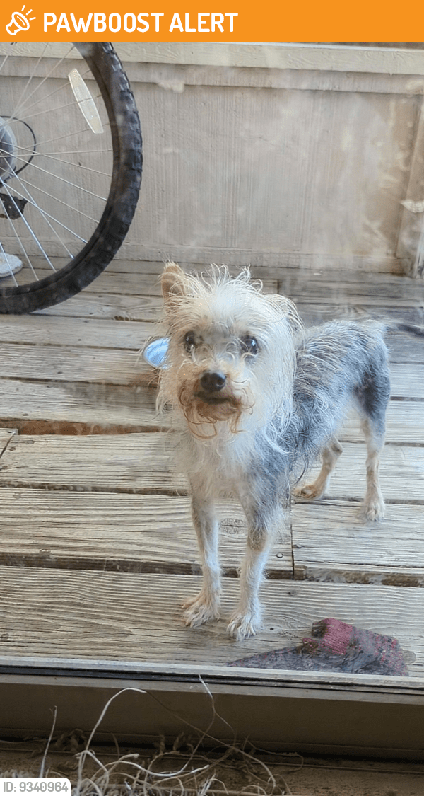 Found/Stray Female Dog in North Richland Hills, TX 76180 (ID 9340964
