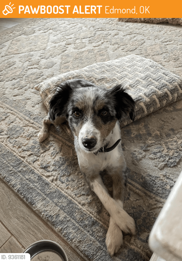 Edmond, OK Stray Female Dog Found Near Ironstone PawBoost