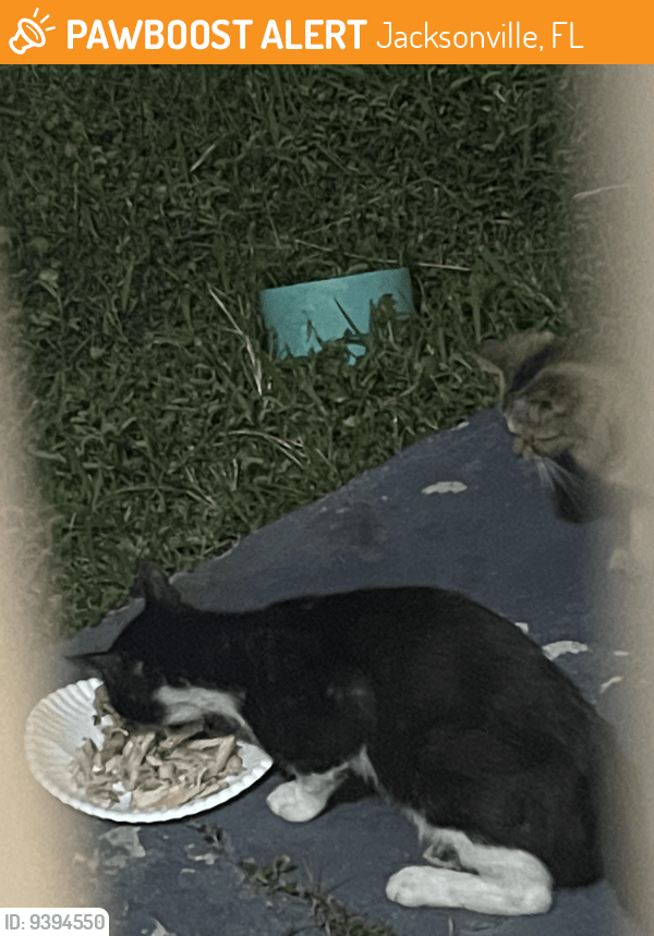 Jacksonville, FL Stray Cat Found Near Near india ave 32211 PawBoost