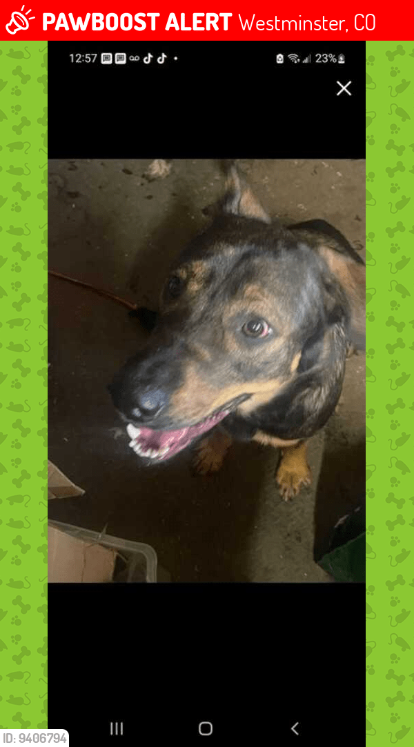 Westminster, CO Lost Female Dog, Bella Is Missing PawBoost