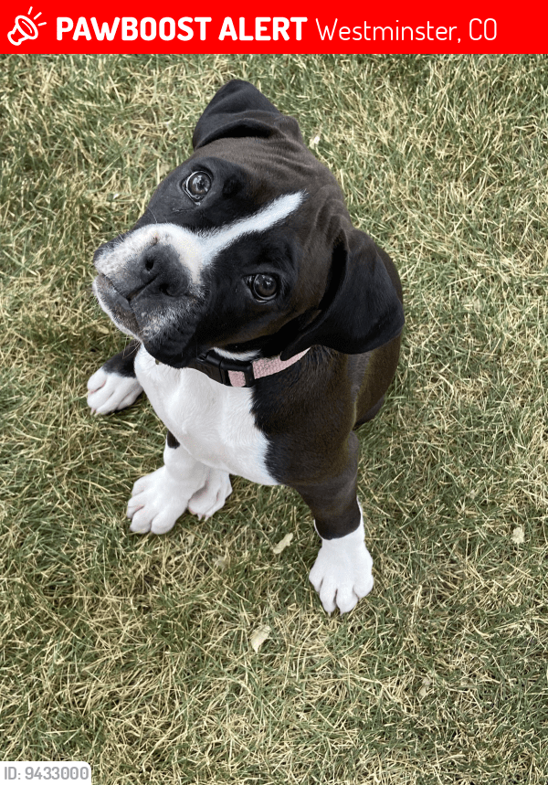 Westminster, CO Lost Female Dog, Zena Is Missing PawBoost