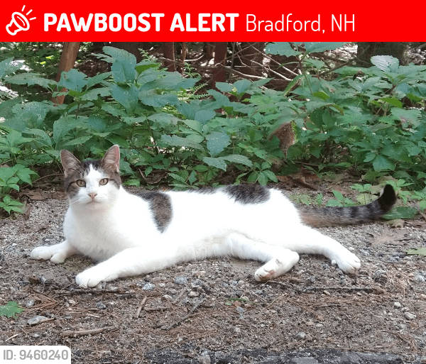 Bradford, NH Lost Male Cat, Barnaburrs Is Missing PawBoost