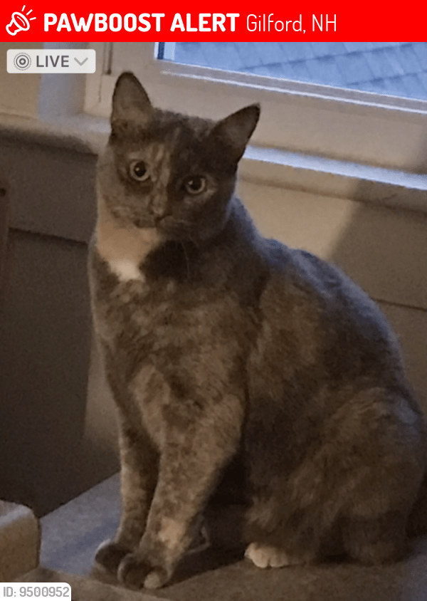 Gilford, NH Lost Female Cat, Tessy Is Missing PawBoost