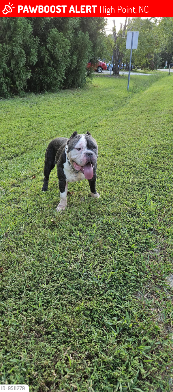 High Point, NC Lost Male Dog, Gozilla Is Missing PawBoost