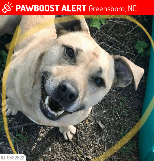 Greensboro, NC Lost Male Dog, Odie Is Missing PawBoost