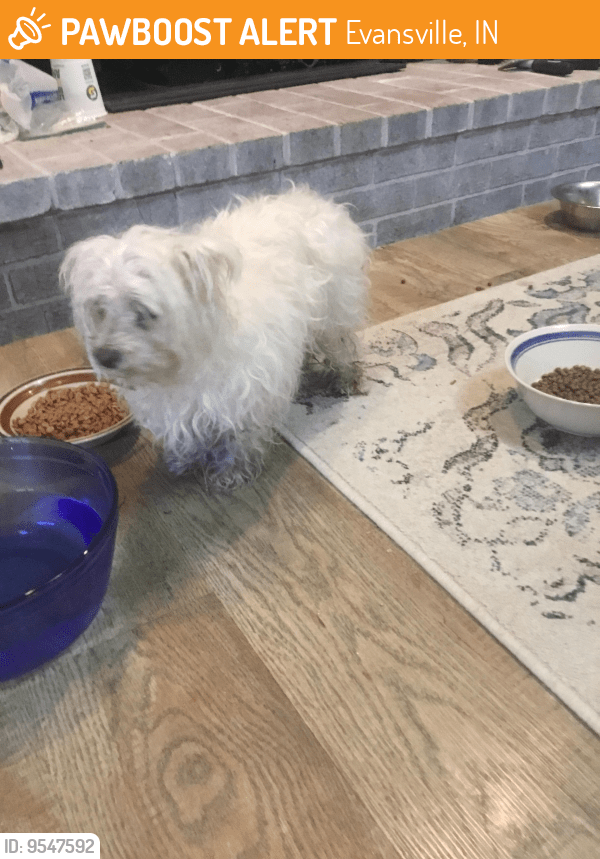 Evansville, IN Stray Dog Found Near Saint Joe Ave. by Orchard road