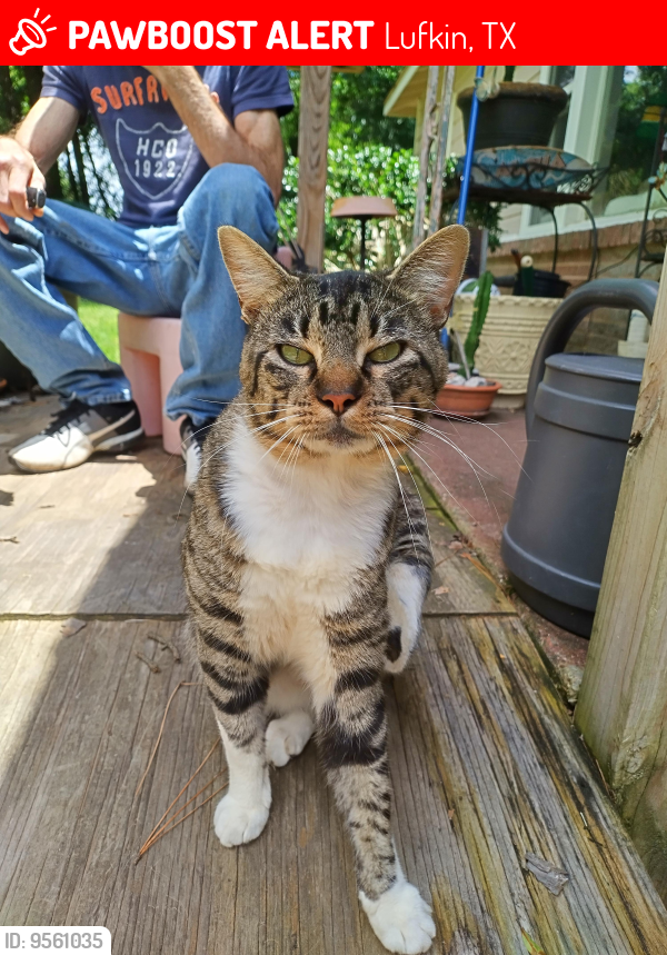 Lufkin, TX Lost Male Cat, Boot's Is Missing PawBoost