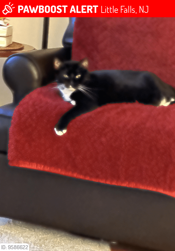 Deceased Female Cat in Little Falls, NJ 07424 (ID 69586622) PawBoost