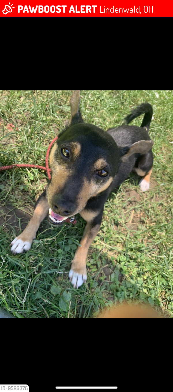 Lindenwald, OH Lost Male Dog, Rocky Is Missing PawBoost