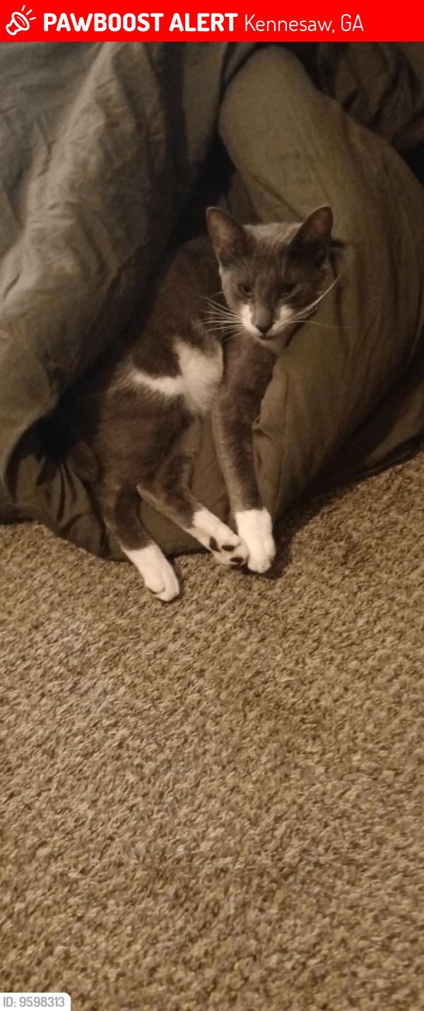 Kennesaw, GA Lost Female Cat, Mr. Depp Is Missing PawBoost