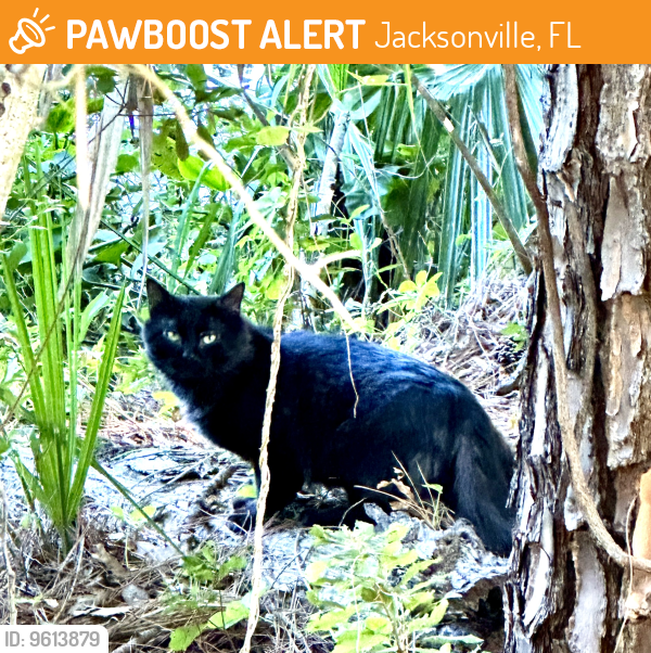 Jacksonville, FL Stray Cat Found Near Baymeadows Rd/Phillips Hwy