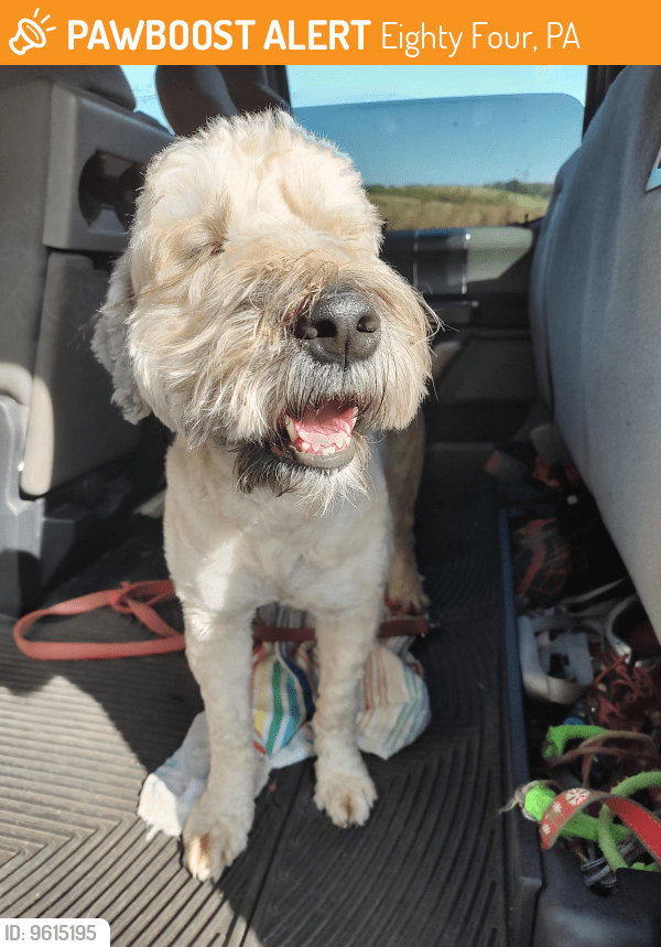 Eighty Four, PA Stray Male Dog Found Near Sundown and Sugar Run Road