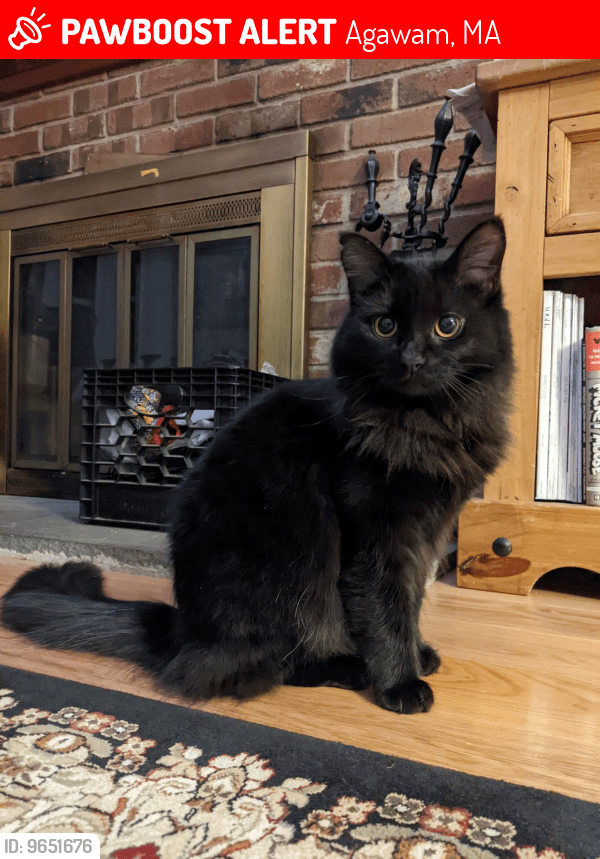 Agawam, MA Lost Female Cat, Olive Is Missing PawBoost