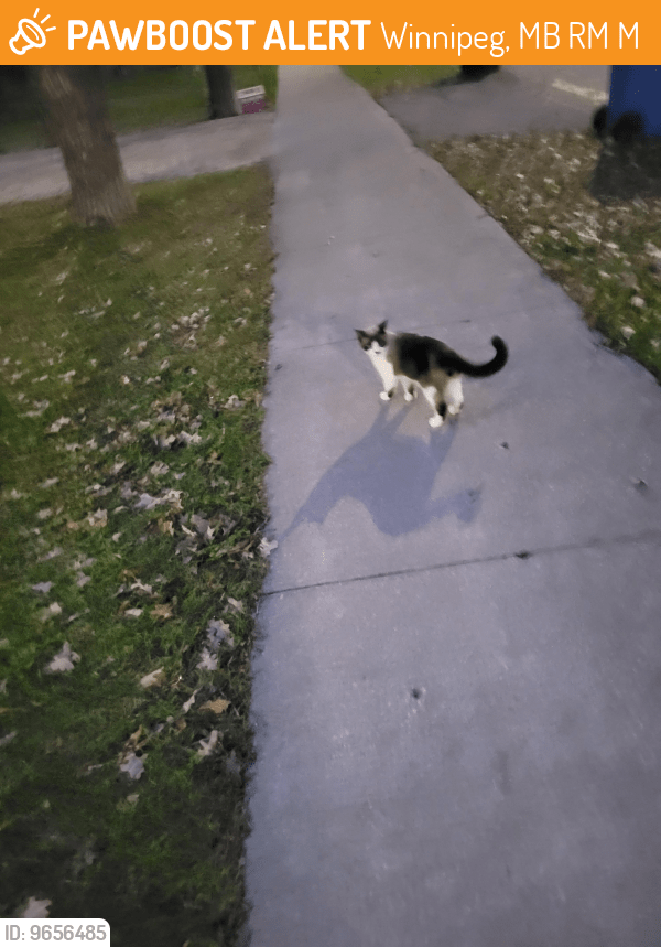 Winnipeg, MB Stray Cat Found Near Berrydale avenue PawBoost