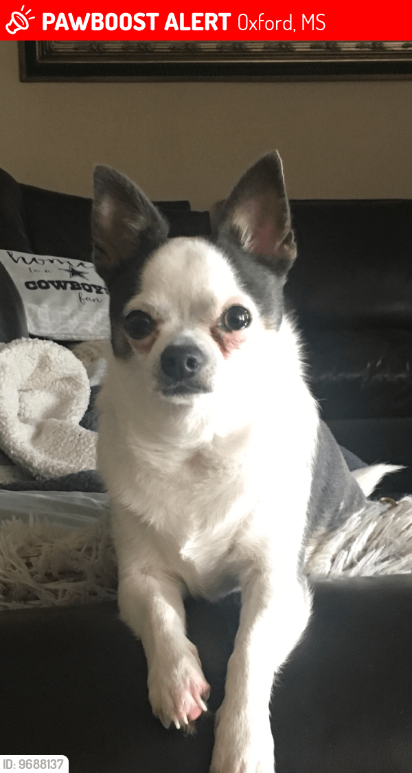 Oxford, MS Lost Male Dog, Pippit Is Missing PawBoost