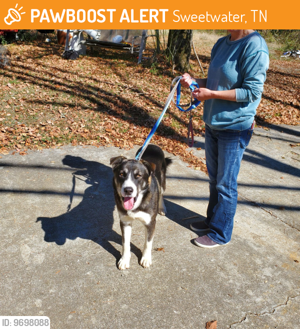 Sweetwater, TN Stray Male Dog Found Near Sands Rd and Old Hwy 68 PawBoost