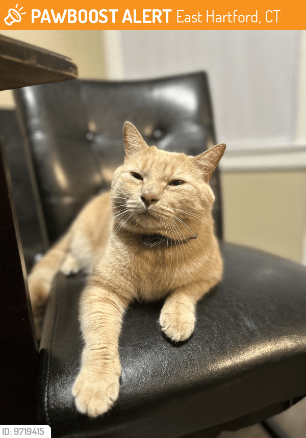 East Hartford, CT Stray Male Cat Found Near Main st & brown st PawBoost