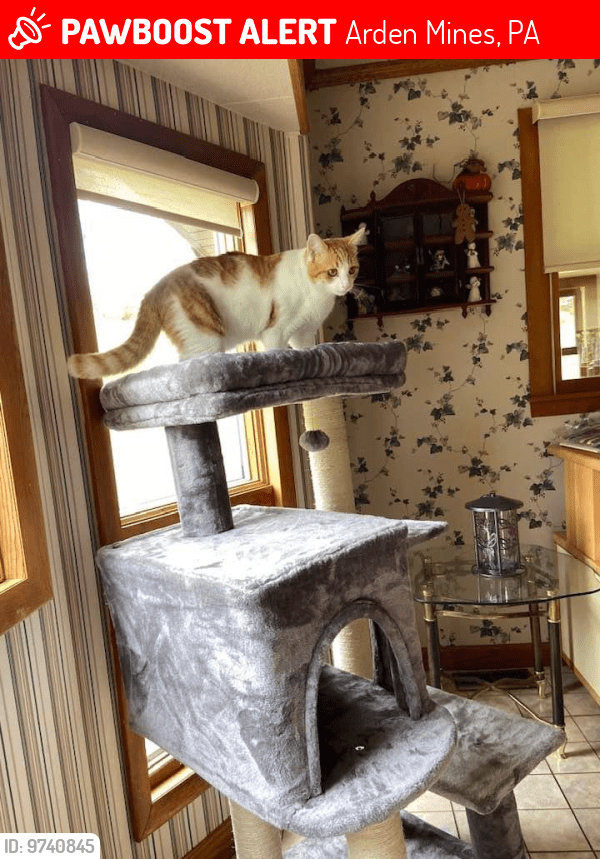 Lost Male Cat in Arden Mines, PA 15301 Named Simba (ID 9740845) PawBoost