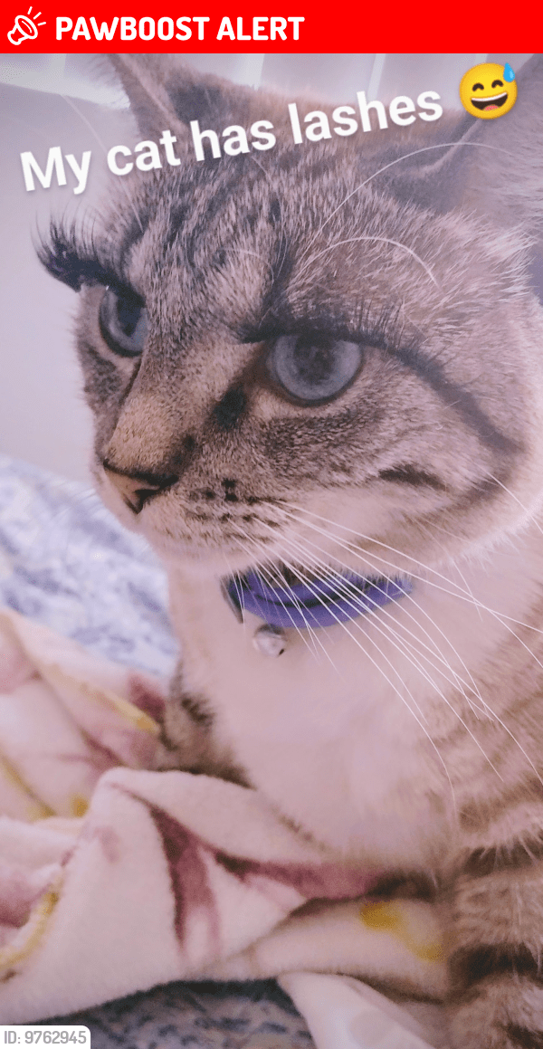 Huntington Beach, CA Lost Female Cat, Sky Is Missing PawBoost