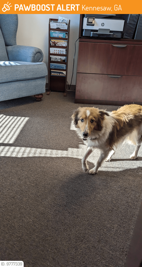 Kennesaw, GA Stray Female Dog Found Near Roberts Blvd PawBoost