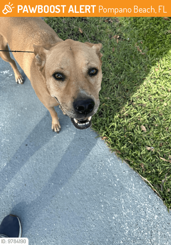 Pompano Beach, FL Stray Male Dog Found Near Lyons park pompano PawBoost