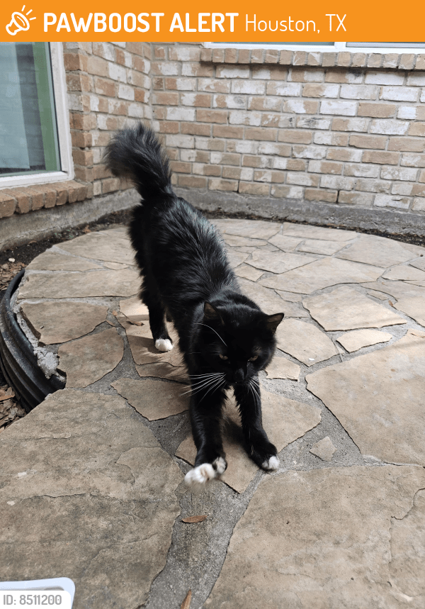 Houston, TX Stray Cat Found Near Saint Cloud Drive and Blairmont PawBoost