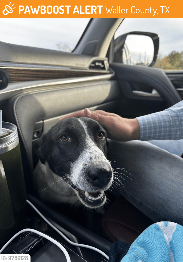 Waller County, TX Stray Dog Found Near FM 2855 & Morton Rd intersection