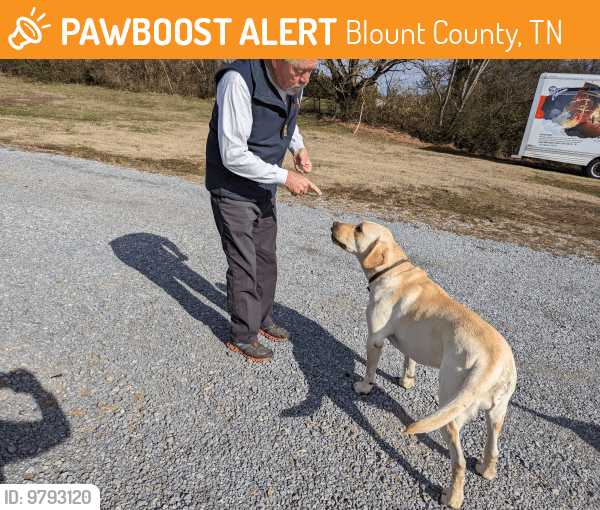 Blount County, TN Stray Dog Found Near Louisville road and Ralph Phelps