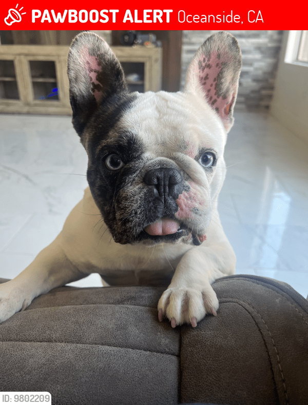 Deceased Female Dog in Oceanside, CA 92057 (ID 69802209) PawBoost