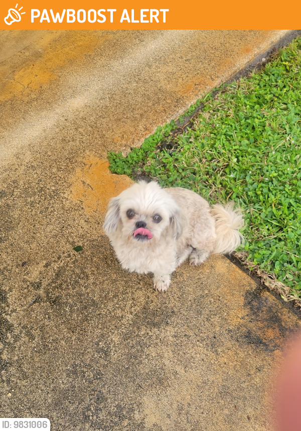 West Palm Beach, FL Stray Dog Found Near Taylor Lane, Purdy ln and