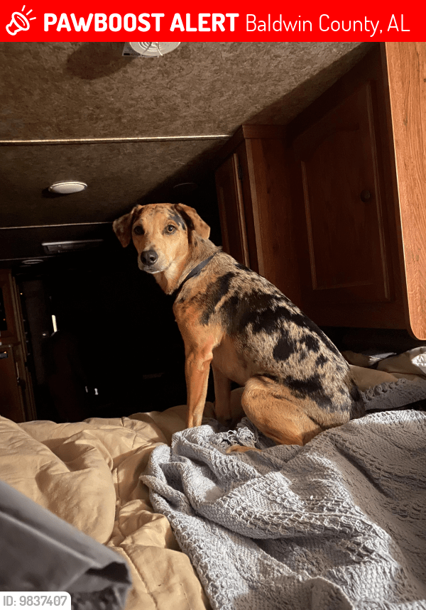 Baldwin County, AL Lost Male Dog, Otis Is Missing PawBoost